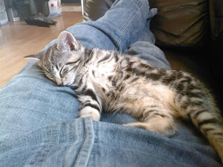 Blanding af racer Killer har fået nyt hjem. billede 10