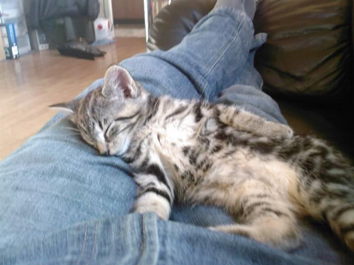 Blanding af racer Killer har fået nyt hjem. billede 11