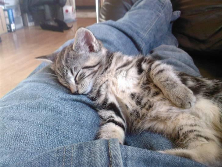 Blanding af racer Killer har fået nyt hjem. billede 12