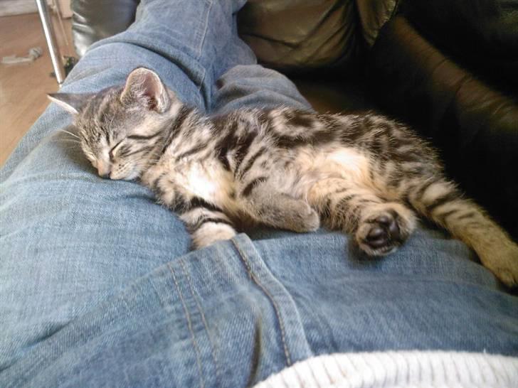 Blanding af racer Killer har fået nyt hjem. billede 13