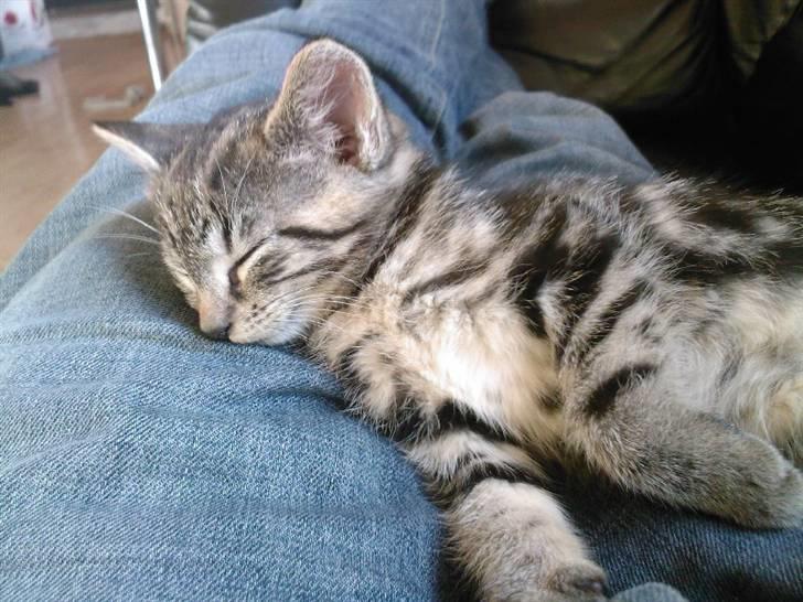 Blanding af racer Killer har fået nyt hjem. billede 14