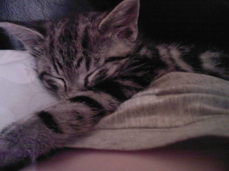 Blanding af racer Killer har fået nyt hjem. billede 15