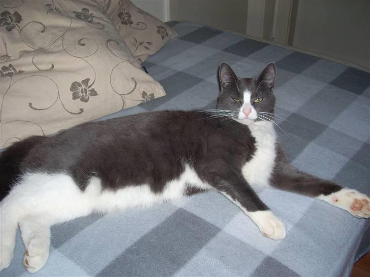 Huskat Gråmis billede 9