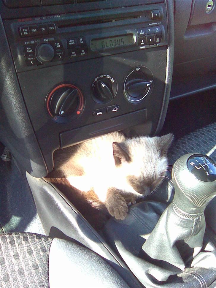 Blanding af racer Mokka billede 3