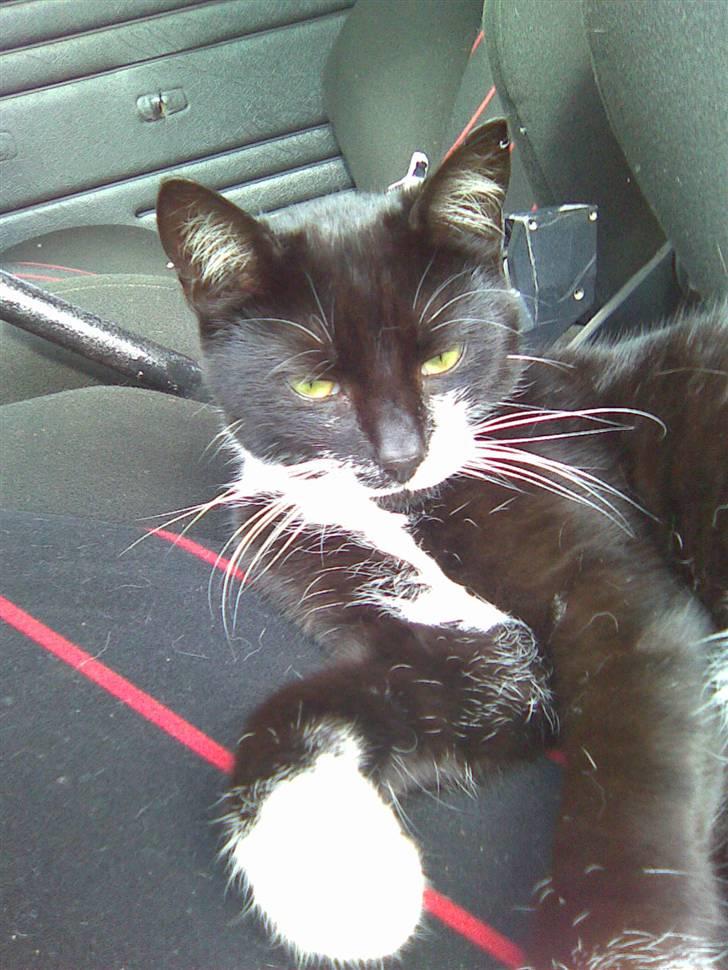 Huskat Kitty billede 13