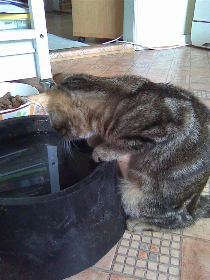 Huskat Kissa - Hmm??? Der er vand men igen fisk!!??!! Mærkeligt! billede 12