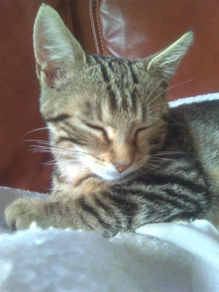 Huskat Kissa billede 13