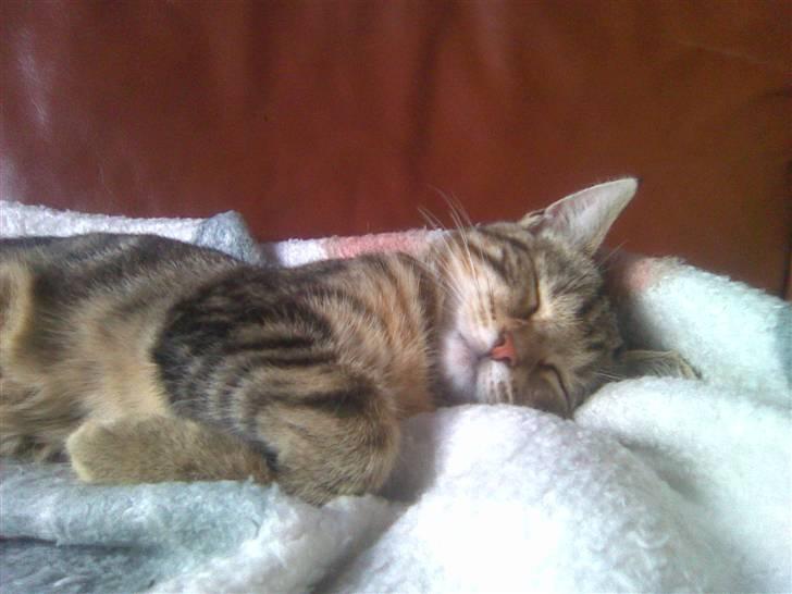 Huskat Kissa billede 14