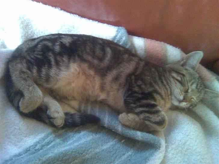 Huskat Kissa billede 15