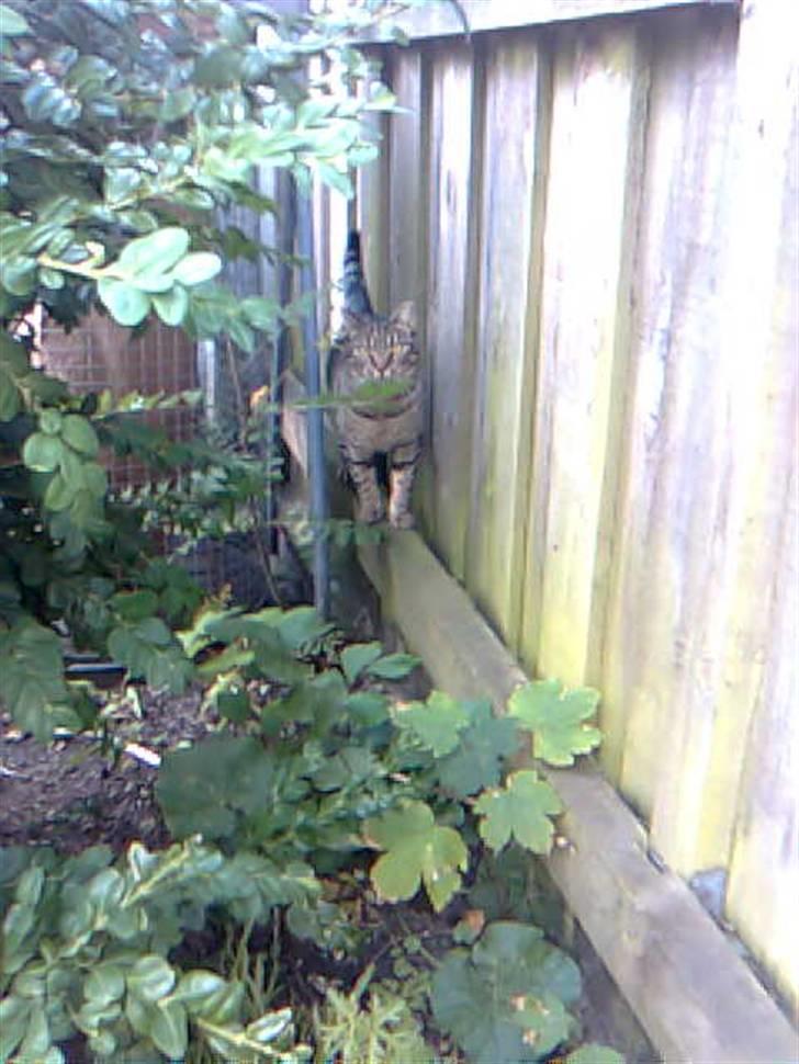 Huskat Chili - er gået bort... - Bag buskene  billede 18