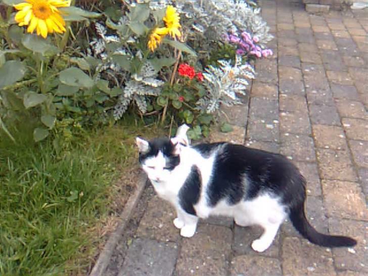 Huskat Miv  - Miv ved solsikkerne! billede 19