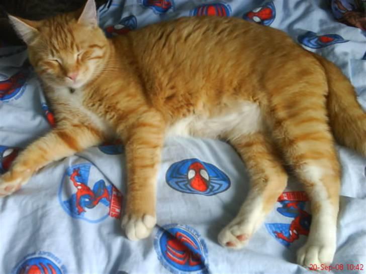 Blanding af racer Garfield billede 12