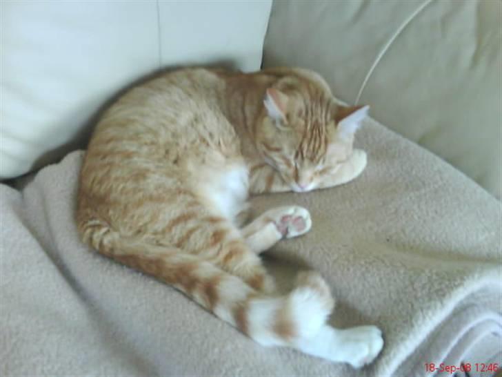 Blanding af racer Garfield billede 13