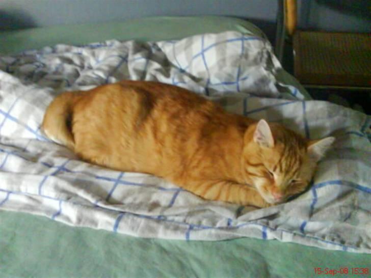 Blanding af racer Garfield billede 14