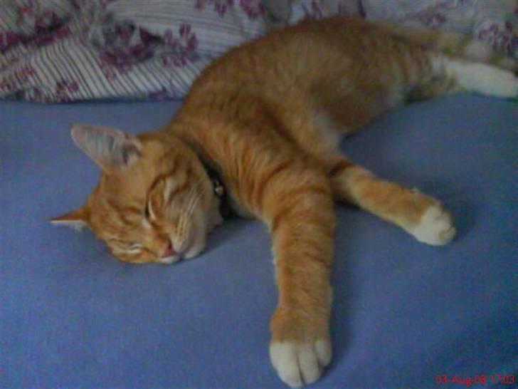 Blanding af racer Garfield billede 15