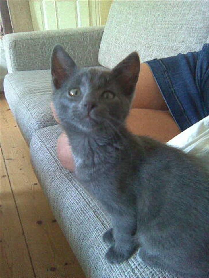 Blanding af racer Alfred billede 1