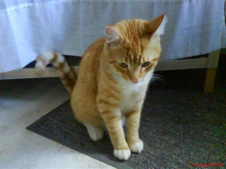 Blanding af racer Garfield billede 16