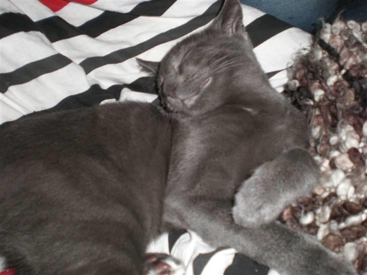 Blanding af racer Alfred billede 2