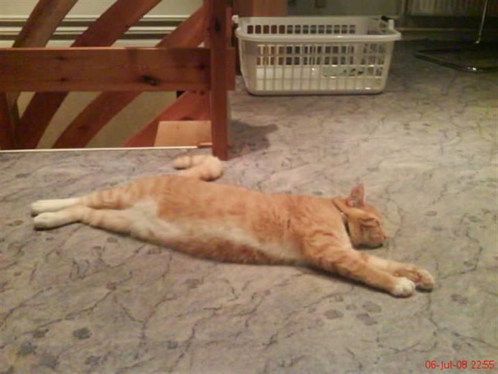 Blanding af racer Garfield billede 17