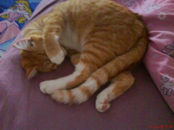 Blanding af racer Garfield billede 18