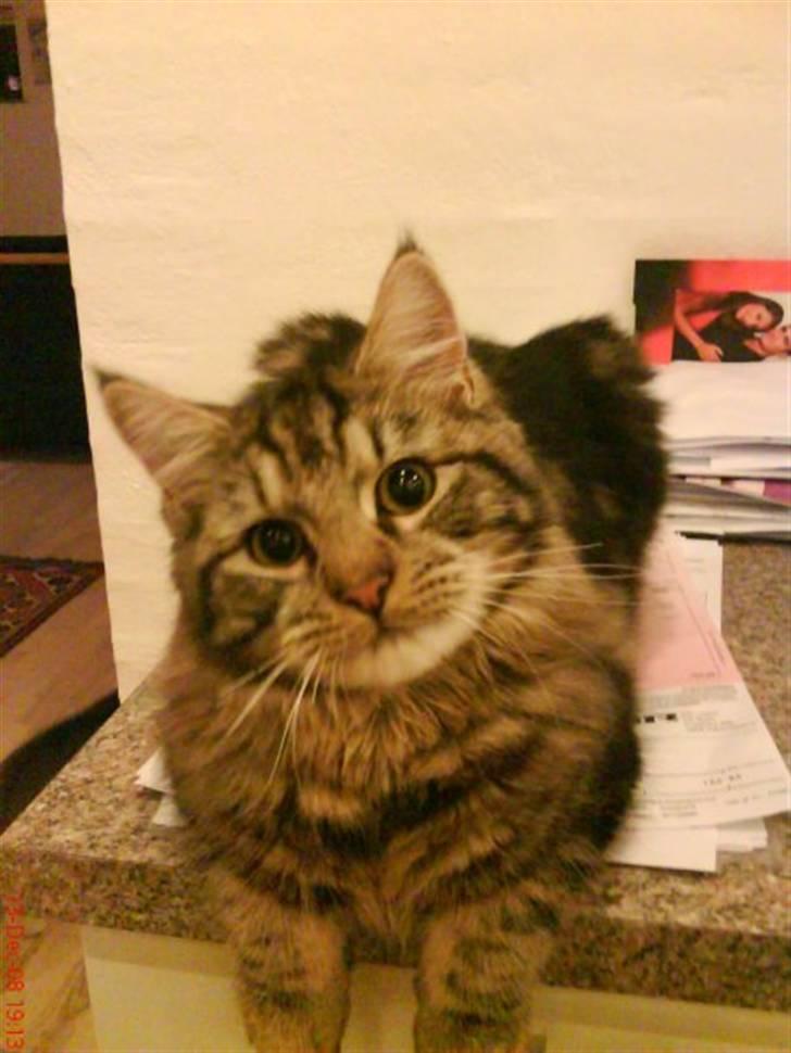 Maine Coon Chillie billede 1