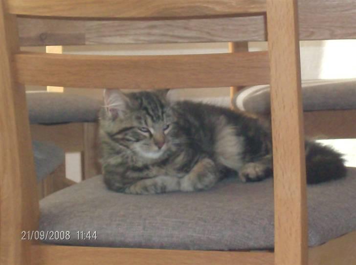 Maine Coon Chillie billede 2