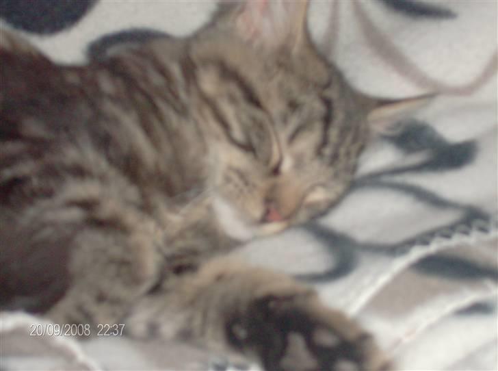 Maine Coon Chillie billede 3