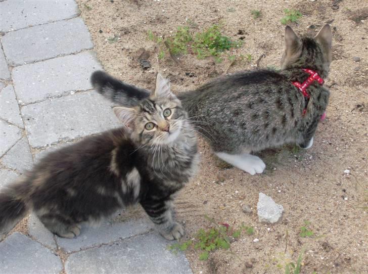 Maine Coon Chillie - Hej moooar  billede 4