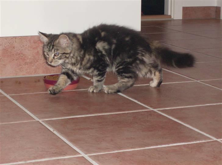 Maine Coon Chillie - Chillie efter bolden.. billede 5