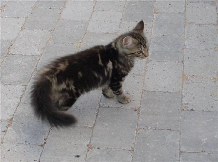 Maine Coon Chillie billede 6