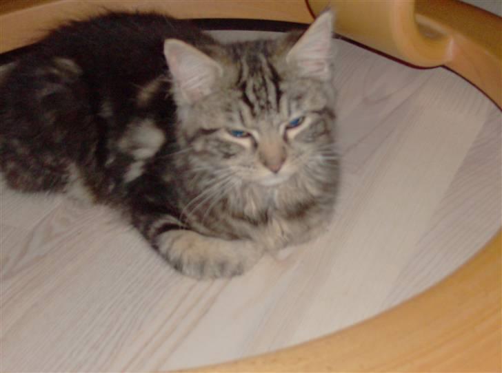 Maine Coon Chillie billede 7