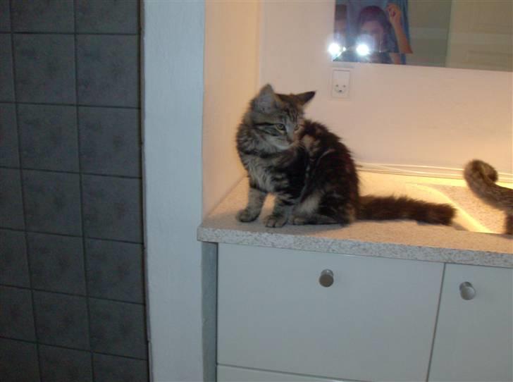 Maine Coon Chillie billede 8