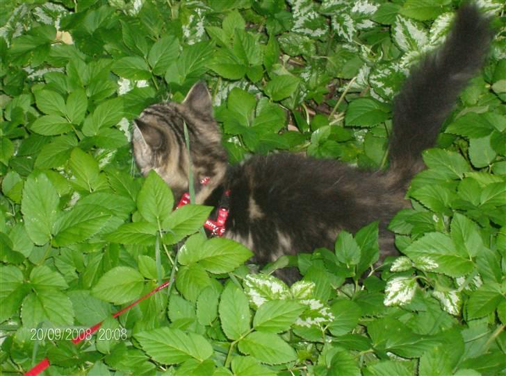 Maine Coon Chillie - Jubiii ude i skoven for første gang :D billede 9