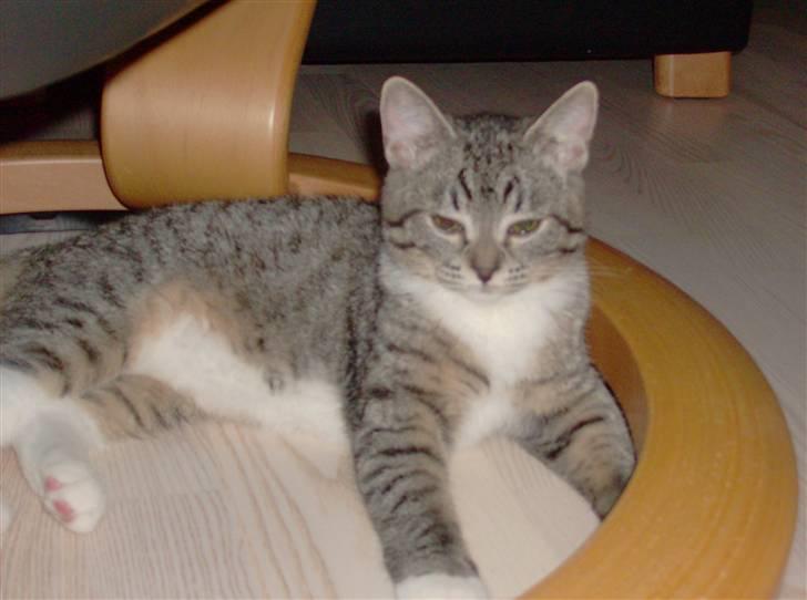 Blanding af racer Mali R.I.P 07.05.09 billede 11