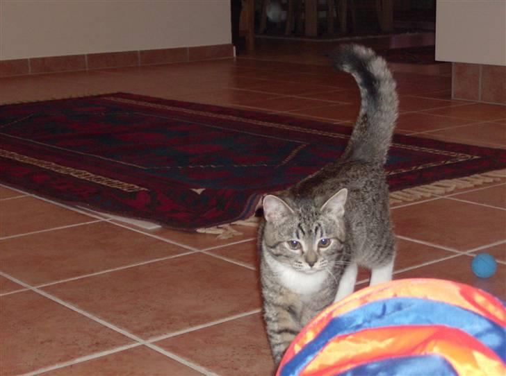 Blanding af racer Mali R.I.P 07.05.09 billede 12