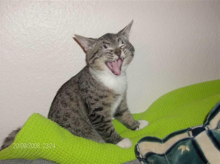 Blanding af racer Mali R.I.P 07.05.09 - Ku godt lige sove en time mere ... billede 13