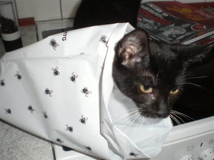 Huskat Olivia billede 2