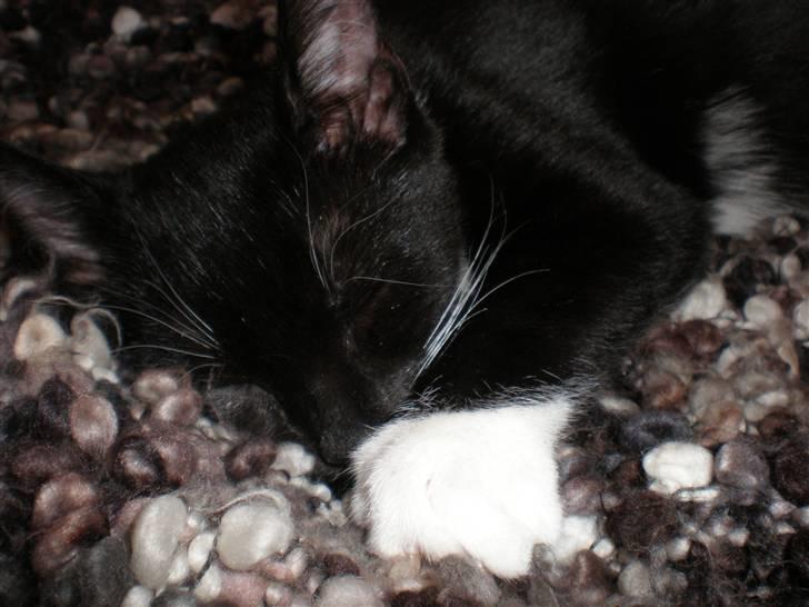 Huskat Olivia billede 3