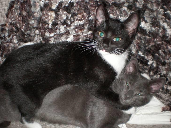 Huskat Olivia billede 4