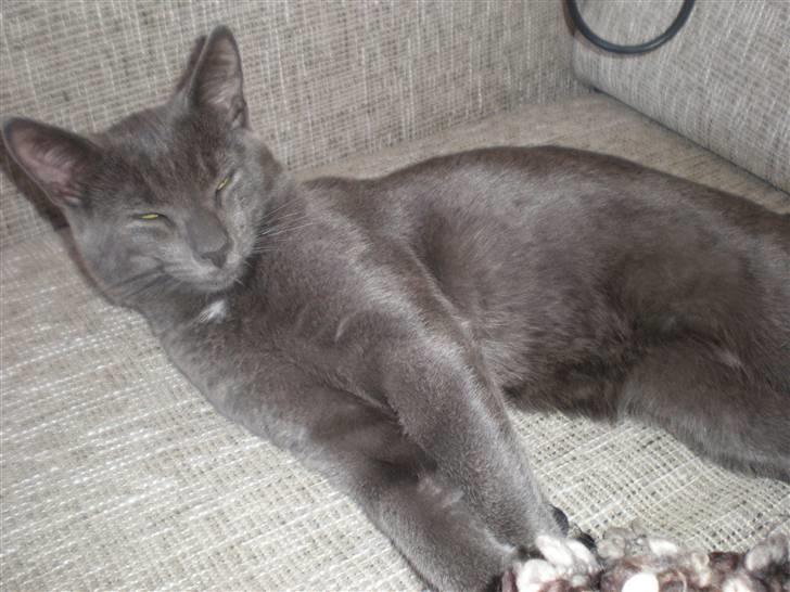 Blanding af racer Alfred billede 4