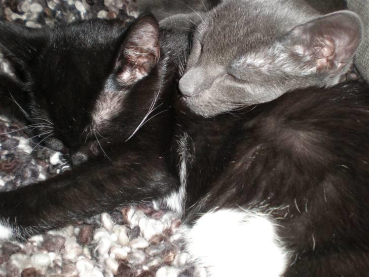 Huskat Olivia billede 5