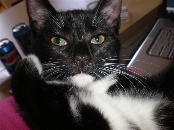 Huskat Olivia billede 6