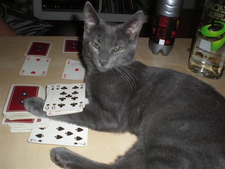 Blanding af racer Alfred billede 5