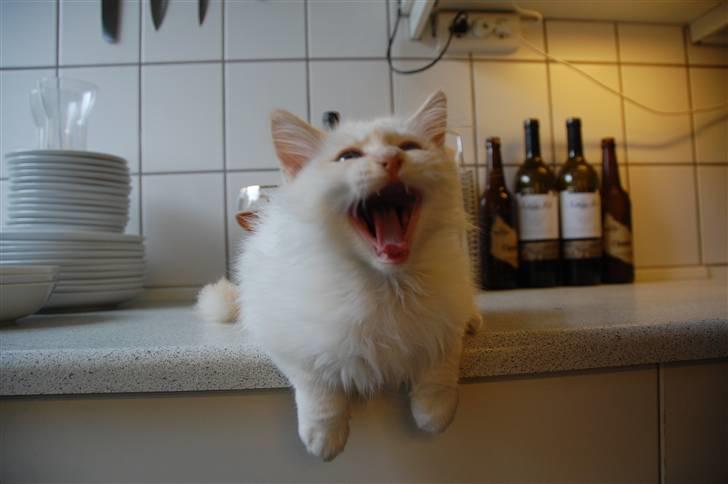 Hellig Birma CH. Sølverlad's Caspian - Jeg er den store farlige løve billede 2