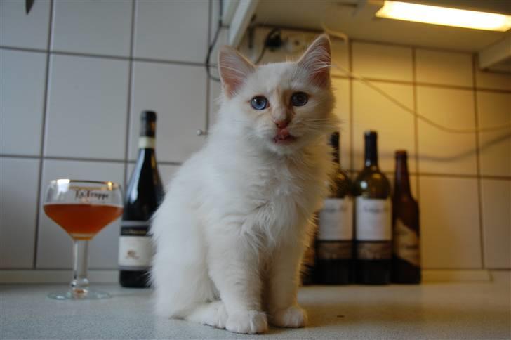 Hellig Birma CH. Sølverlad's Caspian billede 3