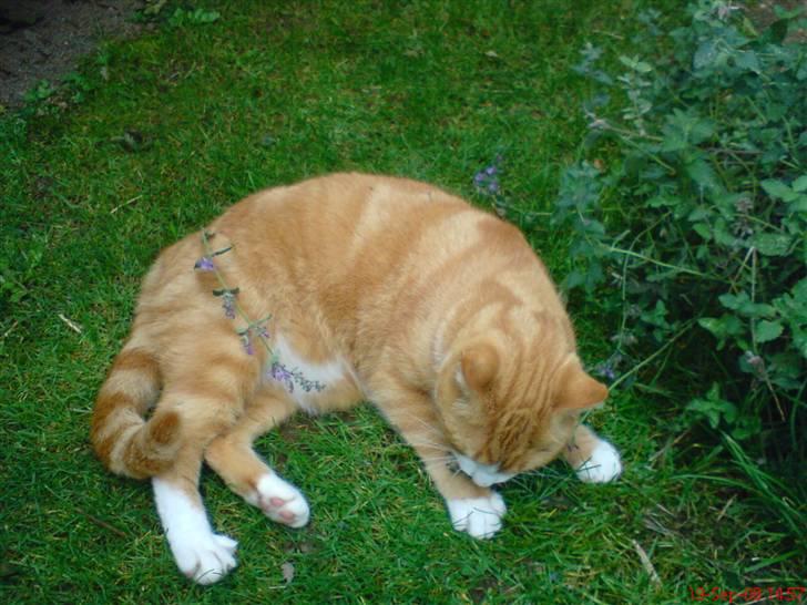 Huskat Aia O'malley billede 9