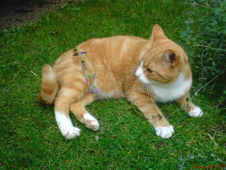 Huskat Aia O'malley billede 10