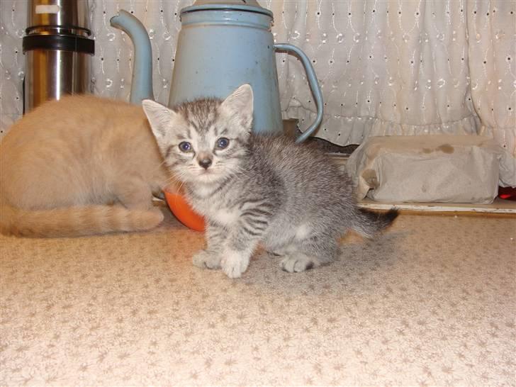 Huskat Lulu - Er jeg ikke bare nuttet billede 1