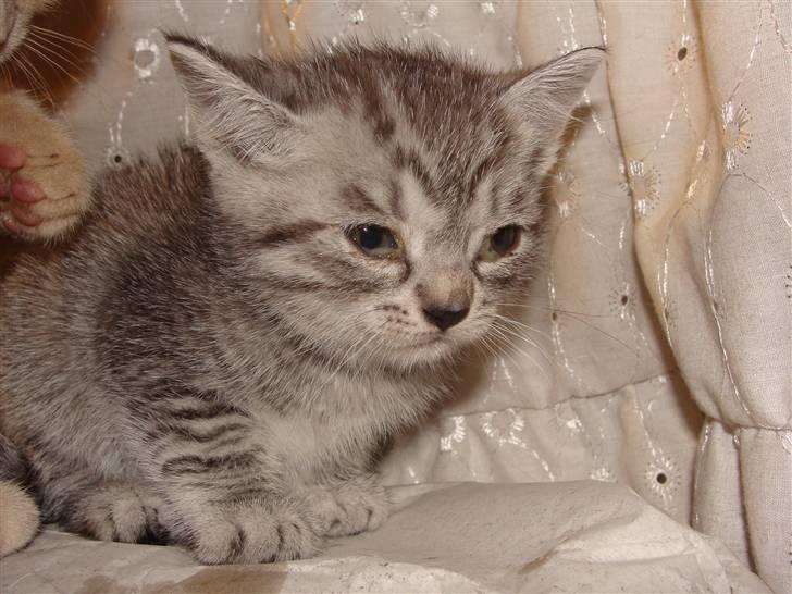 Huskat Lulu - Er halv træt billede 2