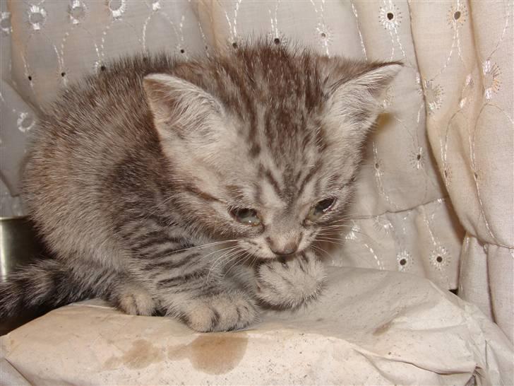 Huskat Lulu - Nu er jeg blevet beskidt billede 3